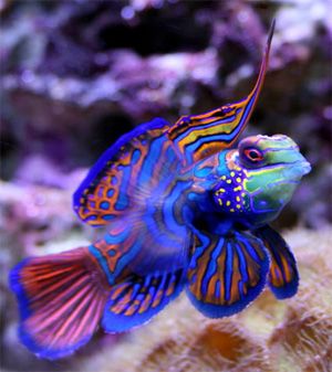 dragonet mandarinfish Mandarin Fish, Creature Marine, Fauna Marina, Salt Water Fish, Cool Fish, Beautiful Sea Creatures, Marine Fish, Underwater Creatures, Underwater Life