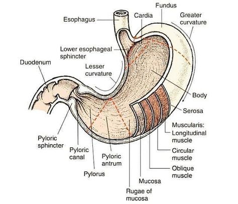 Medical Doctors and Students na Instagramie: „The stomach has four main anatomical divisions: the cardia, fundus, body and pylorus #anatomy #science #medical #stomach #medicalstudent” Anatomy Of Stomach, Stomach Anatomy, Digestive System Anatomy, Study Schedule Template, Anatomy Science, Medical Videos, Nurse Rock, Medical School Essentials, Study Schedule