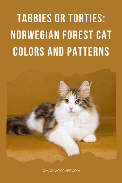 Norwegian Forest cats are one of the most beautiful breeds out there. With a strong, muscular build and long, luscious coats, Wegies are a sight for sore eyes. With that out of the way, Wegies come in almost all conceivable colors and patterns. What are the most common Norwegian Forest cat colors and patterns, though?   #catschef #cat #cats #kitten #kittens #catlover #catlovers #catlife #catoftheday #meow #pets #cute #love #animals Norwegian Forest Kittens, Siberian Forest Cat, Siberian Forest, Cat Info, Pets Cute, Sore Eyes, Norwegian Forest, Colors And Patterns, Beautiful Cat Breeds