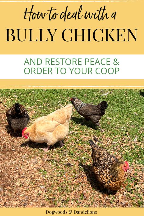 4 chickens pecking in the yard Molting Chickens, Pecking Order, Egg Laying Chickens, Types Of Chickens, Chicken Farming, Backyard Chicken Farming, Laying Hens, Raising Backyard Chickens, Backyard Flocks