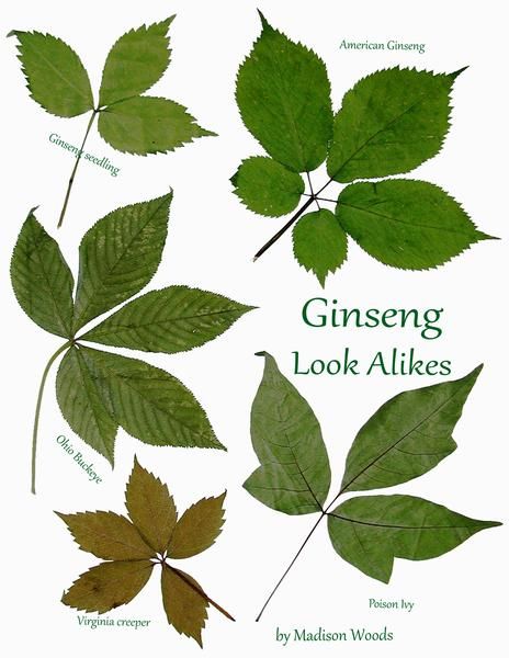 Ginseng Look-Alikes by Madison Woods Growing Ginseng, Ginseng Plant, Edible Wild Plants, Herb Gardening, Wild Edibles, Plant Identification, Wild Plants, Edible Plants, Nature Garden