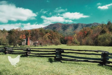 In this article, we’ll be looking at how to get a grant to start a farm and other ways to get your hands on that dream to start a farm. Farm Grants For Women, Agritourism Farms, Start A Farm, Farm Tourism, Home Farming, Starting A Farm, Types Of Farming, Young Farmers, Homestead Farm