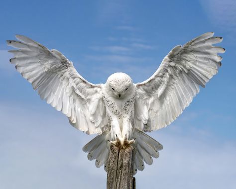 Snowy Owl Tattoo, Owl Landing, Arctic Owl, Owl Wings, Animal Inspiration, Wings Drawing, Snow Owl, What A Wonderful World, Owl Photos