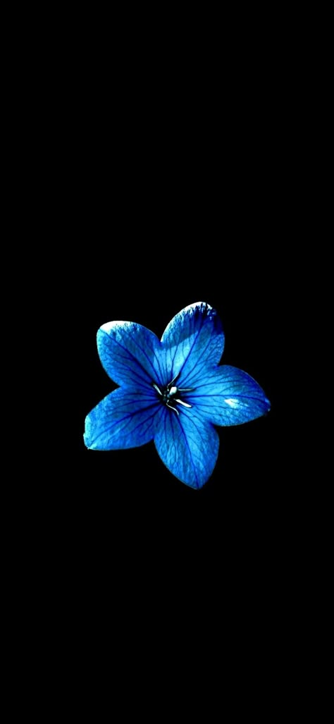 New latest wallpaper of nature Black Screen Flower Background, Single Flower Background, High Definition Flower Wallpapers, Blue Hisbusic Flower Wallpaper, Hibiscus Flower Wallpaper Blue, Blue Hibiscus Flower Black Background, Deep Blue Wallpaper Iphone, Blue Flower Black Background, Hibiscus Flower Wallpaper Iphone Black Background