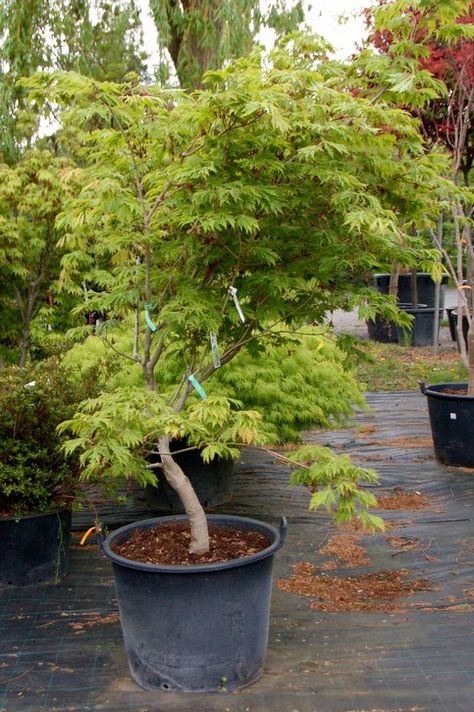 Dancing Peacock, Tree In Pot, Container Garden Design, Potted Trees, Japanese Maple, Leaf Coloring, Deciduous Trees, Backyard Landscaping Designs, Pine Tree