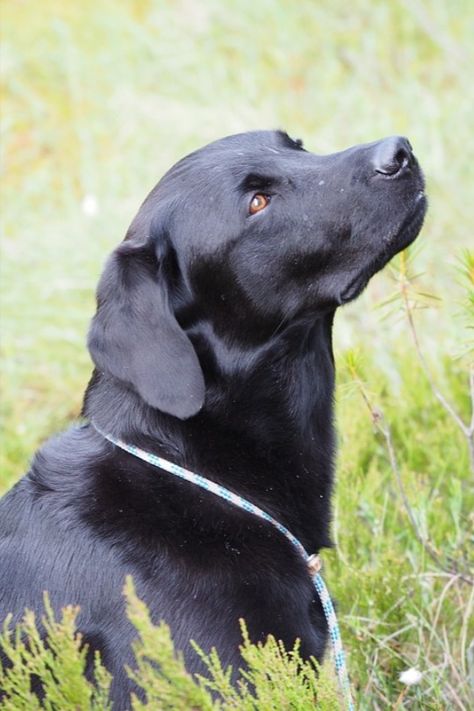 Labrador Nero, Black Lab Puppies, Bird Hunting, Labrador Dog, Labrador Retriever Dog, Dog Wallpaper, Dog Images, Black Labrador, Obedience Training