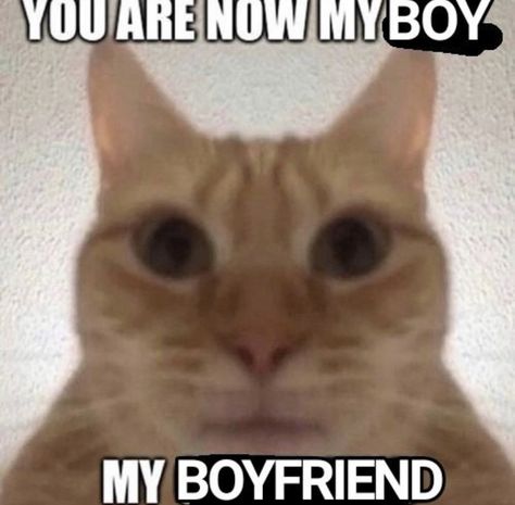 Be My Girlfriend, Girlfriend Meme, Will You Be My Girlfriend, My Girlfriend, My Girl, Orange, Memes