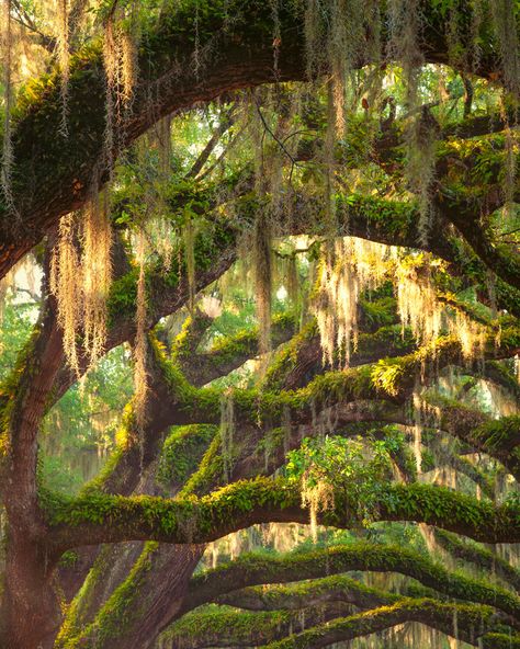 Spanish Moss Trees, Fairy Oak, Nature Witch, Watercolor Projects, Southern Gothic, Old Trees, Cypress Trees, Spanish Moss, Eye Photography