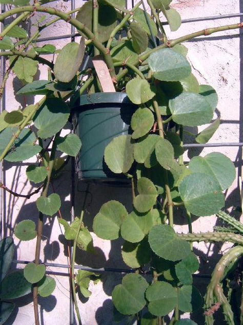 Cissus Rotundifolia, Vine Fence, Grape Ivy, Evergreen Vines, Plant Information, Tree Hugger, Hanging Baskets, Plant Life, Flowers Plants