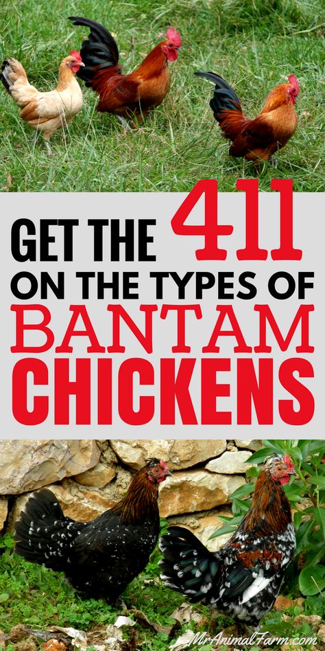 Bantam Chickens. What's the difference between a Bantam chicken and any other chicken? Here's a quick guide to help you figure it out. Bantam Breeds, Bantam Chicken Breeds, Bantam Chicken, Chicken Incubator, Meat Birds, Bantam Chickens, Types Of Chickens, Chicken Farming, Urban Chickens