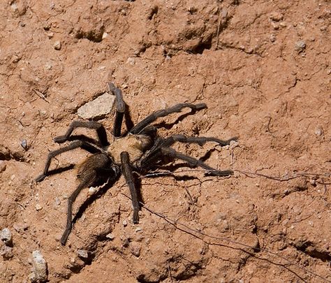 Desert Tarantula (in the Sonoran Desert near Tucson, Arizo… | Flickr Sonoran Desert Animals, Mexican Tarantula, Desert Insects, Restaurant Mural, Desert Creatures, Warrior Cats Clans, Rocky Desert, Habitat Project, Bird Eater Tarantula