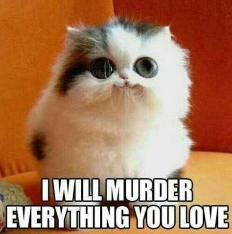 24 Cat Memes That Are Seriously Funny - I Can Has Cheezburger? Cat Memes Hilarious, Funny Cat Jokes, Cat Jokes, Memes Hilarious, Adorable Cats, Seriously Funny, Funny Cat Memes, Funny Cat, Cat Memes