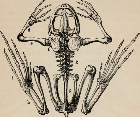 https://flic.kr/p/ypWtDB | Image from page 256 of "Elements of zoölogy : a textbook" (c1875) | Title: Elements of zoölogy : a textbook Identifier: elementsofzolo00tenn Year: c1875 (c180s) Authors: Tenney, Sanborn, 1827-1877 Subjects: Zoology Publisher: New York : Scribner Contributing Library: MBLWHOI Library Digitizing Sponsor: MBLWHOI Library View Book Page: Book Viewer About This Book: Catalog Entry View All Images: All Images From Book Click here to view book online to see this illustrati Textbook Tattoo, Textbook Illustration, Limited Palette, Aesthetic Things, Frog And Toad, Zoology, Ink Illustrations, Book Page, Henna Tattoo