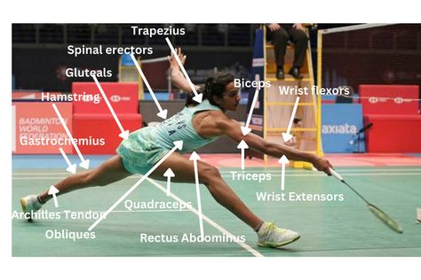 Badminton activates severel muscles of our body and thats why it is highly important for a player to incorporate strength training in his regime. Take a look at the different muscles used in badminton and why stregth training is important for the sport. Badminton Training, Things To Do When Bored, Training Equipment, Stomach Workout, Advanced Technology, Badminton, Our Body, Strength Training, To Meet