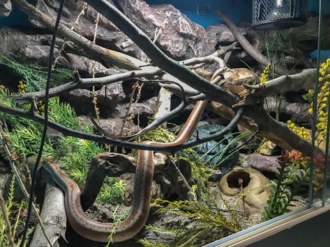 Rainbow Boa Enclosure, Boa Enclosure Ideas, Boa Enclosure, Snake Tanks, Rosy Boa, Snake Tank, Reptile Room, Enclosure Ideas, Crested Gecko