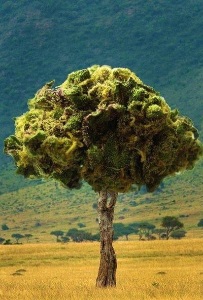 Budree Tree Hugger, Beautiful Tree, Go Green, A Tree, Jamaica, Oregon, Seeds, Herbs, Media