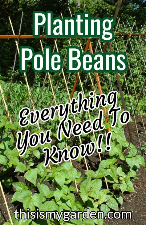 Indiana Gardening Vegetable, Pole Bean Trellis Ideas Diy, Planting Beans In Garden, Green Bean Garden Ideas, Growing Pole Beans Trellis Ideas, Long Beans Garden, Bean Poles Ideas Trellis, Pole Beans Growing, Growing Beans In Garden