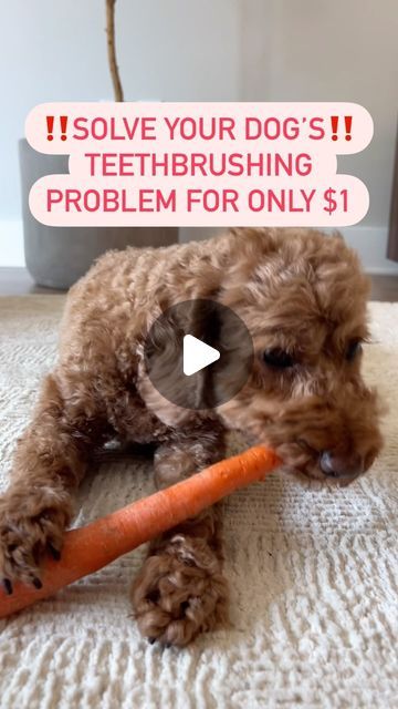 Mini Goldendoodle & Dog Mom Lifestyle on Instagram: "🥕SAVE SO YOU DON’T FORGET!

👉🏼Want an easy way to keep your dog’s teeth clean and white?

Did you know raw carrots can help clean your dog’s teeth AND keep their smile bright? Plus, they’re a low-calorie treat your pup will love!

Drop a 🥕 in the comments if your dog loves carrots too!

💗FOLLOW FOR MORE DOG MOM TIPS!💗

#dogteeth #doghealth #puppyteeth #healthydog #healthydogfood #dogmomaf #dogmoms #petparent #dogparents" Dogs Teeth Cleaning At Home, How To Clean Dogs Teeth, How To Brush Your Dogs Teeth, Stop Dog Chewing Everything, Brushing Dogs Teeth, Mom Lifestyle, Raw Carrots, Dog Teeth Cleaning, Mini Goldendoodle