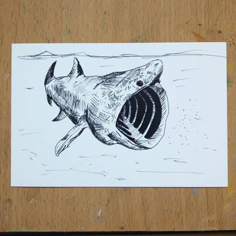 Basking Shark Art, Basking Shark Drawing, Basking Shark Tattoo, Basking Shark, Shark Painting, Shark Drawing, Mini Aquarium, Shark Art, Shark Tattoos