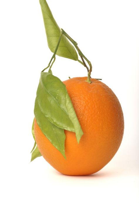 Late navel orange on white background | Premium Photo #Freepik #photo Intensive Planting, Fresh Fruit Cocktails, Healthy Fruit Salad, Navel Oranges, Cut Orange, Yellow Plates, Fruit Cocktails, Juicy Fruit, Orange Fruit