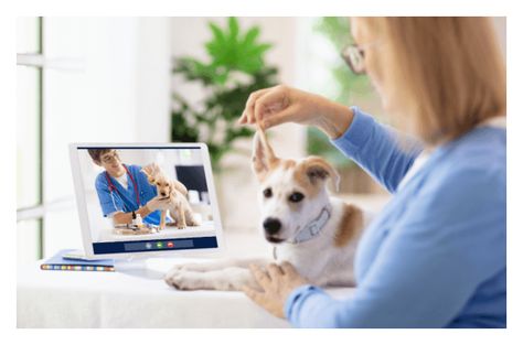 While a global pandemic may have made the need for virtual vet visits much greater, online health care for pets has been a growing industry for a while. With convenient times, options and pricing, telemedicine for pets makes a lot of sense. We’ve scoped out the best veterinary telemedicine services around. What Is Veterinary Telemedicine Veterinary Surgeon, Pet Services, Online Consultation, Sick Dog, Trip Planner, Veterinary Clinic, Pet Life, Dog Behavior, Travel Planner