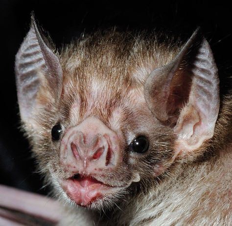 Vampire Bat, Bat