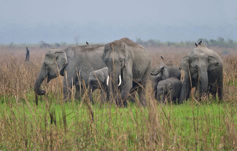 Manas National Park is a UNESCO Natural World Heritage site, a Project Tiger Reserve, an Elephant Reserve and a Biosphere Reserve in Assam. Wildlife Safari Tour Package for Assam Northeast , manas national park, manas, national park of manas, manas wildlife sanctuary in assam, manas wildlife reserve, wild life in manas sanctuary, manas wild life, manas tiger reserve, national park in assam, manas national park tour, manas wildlife sanctuary lodge, wildlife holidays in manas, wildlife vacations i Project Tiger, Wildlife Of India, Elephant Safari, Elephant Ride, Wildlife Travel, Travel Agencies, Wildlife Reserve, Wildlife Safari, Safari Tour