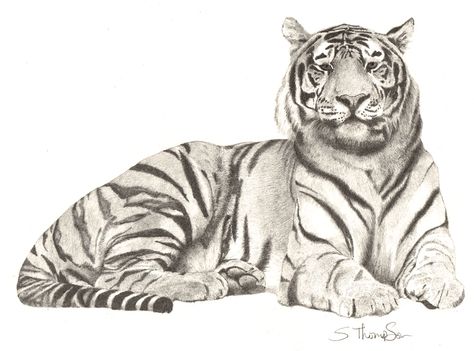 Pencil drawing of a tiger Easy Tiger Drawing, Tiger Sketch, Crouching Tiger, Tiger Drawing, Pencil Drawing Tutorials, Pet Tiger, Tiger Face, Tiger Art, Pencil Art Drawings