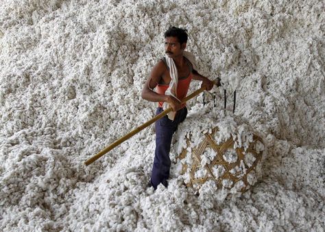 COTTON KING: A man worked a cotton-processing facility in Kati, north of Ahmedabad, India, Wednesday. The government said it had approved exports of 1.9 million 170-kilogram bales of cotton. India is the world’s second-largest cotton grower. (Amit Dave/Reuters) Harvesting Wheat, Indian City, Planet Fashion, Man Working, India Culture, Today Pictures, Composition Photography, Embroidery Suits Design, Think Tank