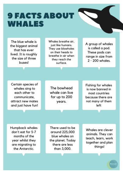 Whale Facts For Preschool, Facts About Sea Animals, Whale Facts For Kids, Facts About Whales, Blue Whale Facts, Starfish Facts, Ocean Biome, Marine Ecology, Whales Watercolor