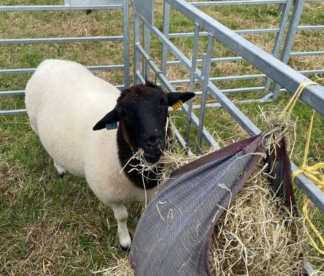 Bigland Dorper sheep at Great Eccleston Show July 2022 Dorper Sheep, July 2022, Goats, Sheep, Animals