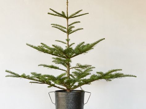 Noble Fir Tree, Lily Garden, Christmas Craft Projects, Garden Bulbs, Gardening 101, Public Garden, Fir Tree, Garden Tours, Landscape Architect