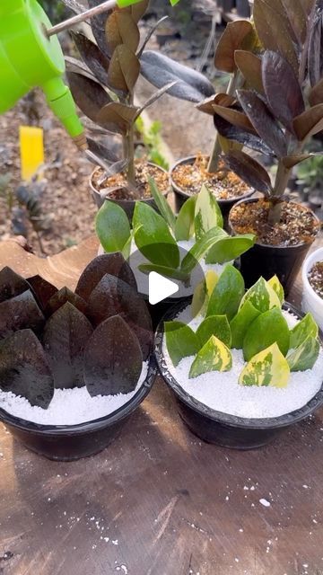 plants | decor | inspiration on Instagram: "My favourite way of propagating Zz plants! Perlite and a bit of water. Tag someone to share 💚 📸: @golkhane_mysans  #houseplants. #plantparenthood #plantcommunity #houseplantjournal #monstera #houseplantplantclub #propagation #Indoorjungle #houseplantaddict" How To Propagate A Zz Plant, Perlite Propagation, Propagating Zz Plant, Zz Plant Decor, Zz Plant Propagation, Propagating Monstera, Zz Plants, Plant Journal, Zz Plant