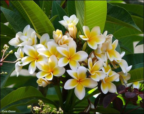 Grow the White Frangipani for Its Gorgeous Tropical Flowers Flores Plumeria, Plumeria Care, Plumeria Tree, Plumeria Flowers, Diy Flower Pots, Moon Garden, Bonsai Plants, Flowering Shrubs, Cactus Y Suculentas