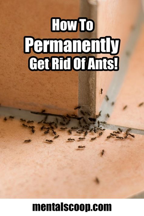 How To Permanently Get Rid Of Ants - Mental Scoop Ant Repellant, Ant Poison, Kill Carpenter Ants, Ant Killer Recipe, Homemade Ant Killer, Bubble Cleaner, Ant Trail, Repellent Diy, Carpenter Ants