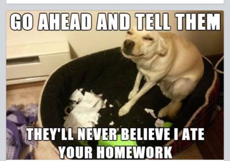 They will never believe I ate your homework! Funny Dog Captions, Pinterest Humor, Funny Animal Photos, Funny Dog Memes, Funny Animal Quotes, Dog Hacks, Funny Picture Quotes, Cat Quotes, Funny Animal Memes