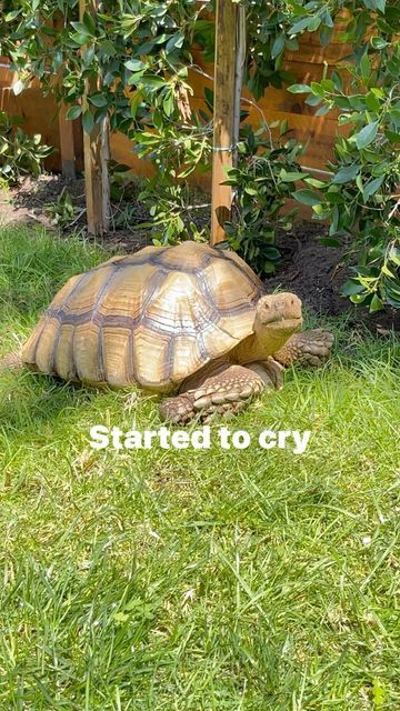 Tortoise Enclosure Indoor Diy, Sulcata Tortoise Habitat Outdoor, Tortoise Enclosure Indoor, Tortoise Garden, Outdoor Tortoise Enclosure, Tortoise Enclosure, Tortoise Habitat, Sulcata Tortoise, Painted Stones