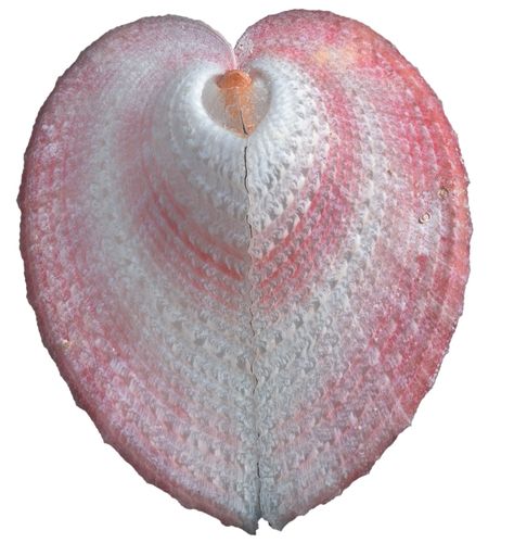 Heart Shell....I have in my collection/WHERE DID U GET IT, AND ITS MOST BEAUTIFUL! True Heart, Heart In Nature, Shells And Sand, Ocean Treasures, Shell Collection, She Sells Seashells, Shell Beach, Seashell Art, Beach Collection