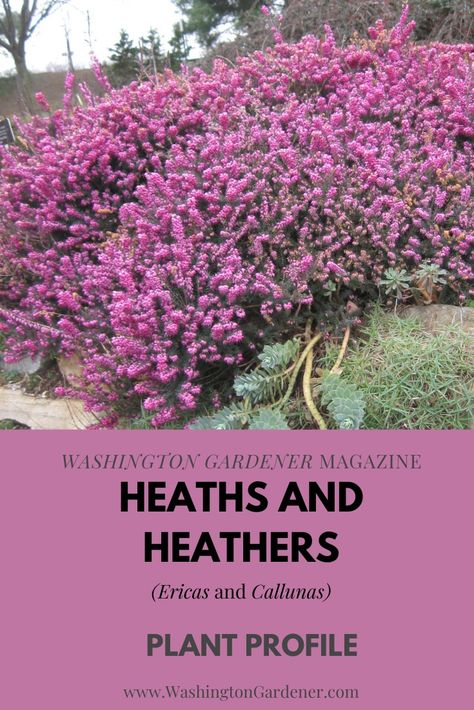 Heaths (Ericas) and heathers (Callunas) are members of the Ericaceae family. They are evergreen, with bell-like flowers, and share similar cultural needs. Winter-blooming heathers, the Ericas, are called heaths. The Heaths have needle-like leaves in whorls, while the Heathers have scale-like leaves, similar to junipers... See more at - https://washingtongardener.blogspot.com/2022/03/heaths-and-heathers-plant-profile.html Erica Heather Plant, Heathers Plant, Winter Heath, The Heathers, Heather Gardens, Low Growing Shrubs, Heather Plant, Pollinator Plants, Plants Uk