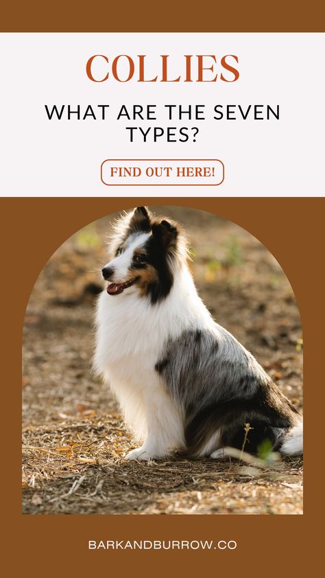 Are you interested in learning about Collie breeds? These intelligent and loyal dogs have unique characteristics that make them exceptional companions for different families and individuals. From herding partners to loving friends, there is a Collie for everyone. Discover the differences between each type and their origins to find the perfect match for you. Rough Collie Puppy, Mini Collie, Collie Breeds, Finnish Lapphund, Smooth Collie, Best Dogs For Families, Border Collie Puppies, Collie Puppies, Bearded Collie