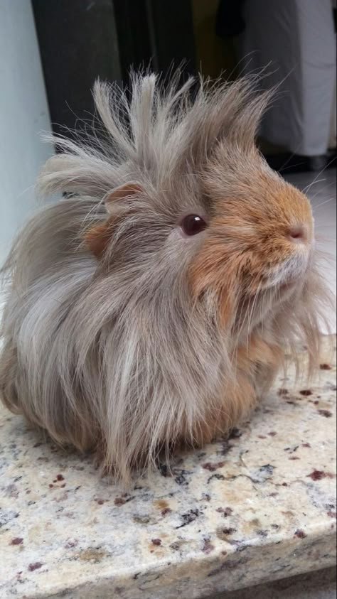 Peruvian Guinea Pig, Pig Pics, Guinea Pigs Funny, Pig Breeds, Pig Pictures, Pet Guinea Pigs, Guinea Pig Care, Cute Guinea Pigs, Cute Piggies