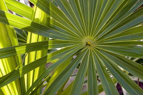 How to dry palm fronds How To Dry Palm Fronds, Diy Dry Palm Leaves, Palmetto Leaf, Palm Tree Crafts, Palm Leaf Decor, Palm Leaf Art, Palm Frond Art, Tropical Floral Arrangements, Palm Branch