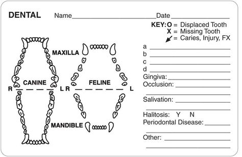 Canine vs feline dental Feline Dental Chart, Dental Diagram, Veterinary Dentistry, Tooth Caries, Teeth Diagram, Veterinarian Medicine, Vet Science, Canine Anatomy, Vet Tech School