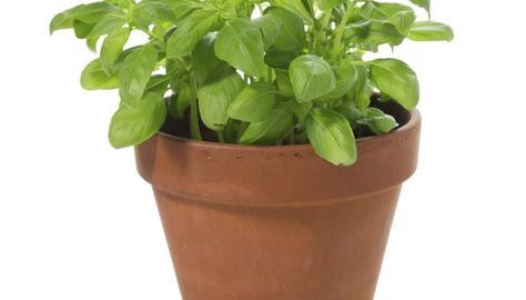 Cinnamon basil growing tips Succulent Terrarium Diy, Herbs To Grow Indoors, Grow Herbs Indoors, Types Of Basil, Cinnamon Basil, Window Herb Garden, Harvesting Basil, Best Herbs To Grow, Plant App