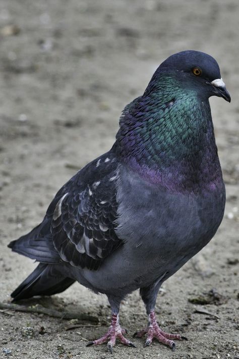 Five gray rock pigeons on ground photo – Free Moscow Image on Unsplash Ground Photo, Turtle Doves, Dove Pigeon, Brown Sand, The Pigeon, Gray Rock, State Birds, Like Animals, Purple Wallpaper