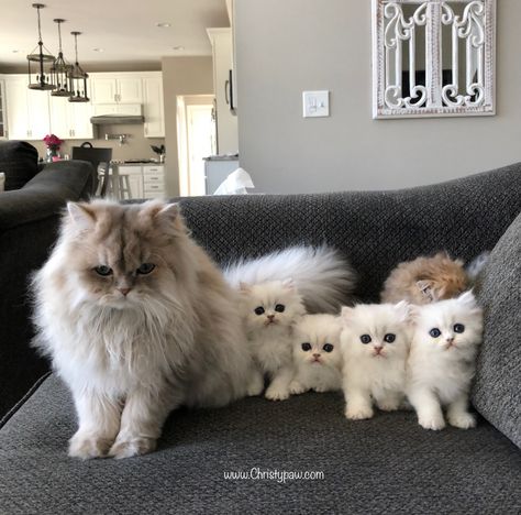 Persian Kittens, Söt Katt, Kitty Meow, Mama Cat, Cat Family, Cute Cats And Kittens, Cute Kittens, Pretty Cats