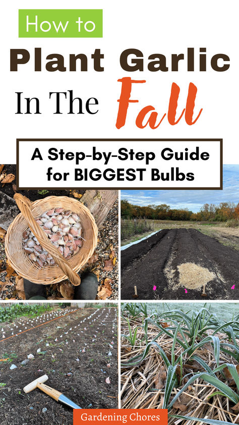 Planting Garlic, fall garlic Fall Planting Guide, How To Plant Garlic, Plant Advice, Garden Planing, Plant Garlic, Planting Garlic, Vegetable Harvest, Ultimate Backyard, Fall Planting