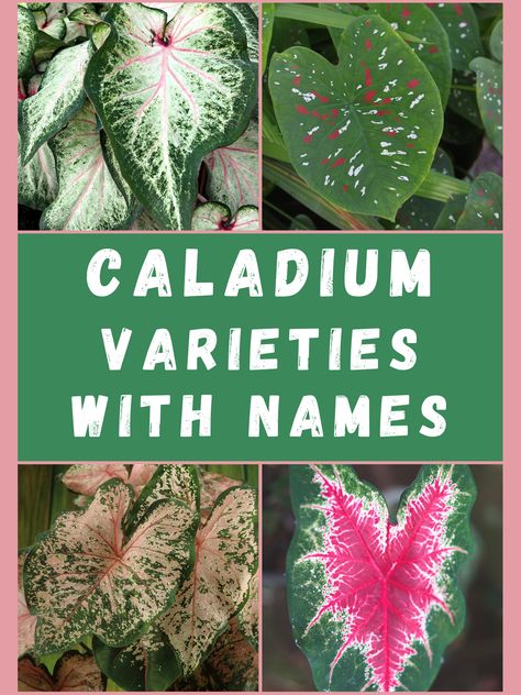 Caladium Varieties with names and pictures. Caladiums, also called Angel Wings, are unique tropical perennials. Their almost unparalleled foliage are arrowhead-shaped and come in a variety of striking colors and patterns. Combinations of green, red, pink, and white make them very desirable houseplants. Check out some of than many stunning Caladium varieties below. Angel Wing Plant, Caladium Varieties, Caladium Garden, Alocasia Plant, Front Garden Landscape, Garden Bulbs, Shade Plants, Foliage Plants, Types Of Plants