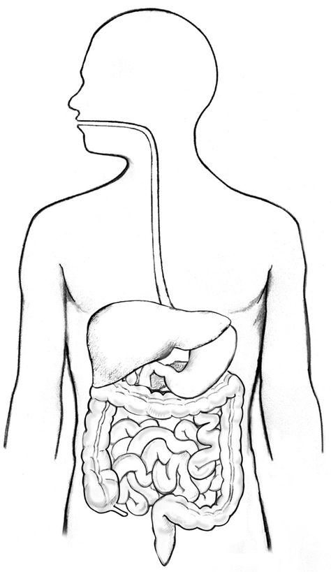 Digestive System Activities, Digestive System Model, Digestive System Diagram, Body Systems Project, Digestive System Worksheet, Digestive System Anatomy, Human Body Projects, Science Diagrams, Sistem Pencernaan