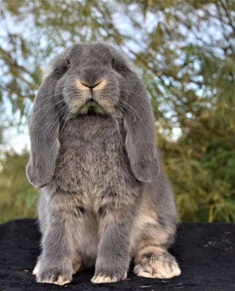 Rabbit Drawing Reference, Bunnies Photography, French Lop Bunny, French Lob, Therian Types, Bunny Reference, Bunny Poses, French Lop Rabbit, Rabbit Anatomy